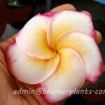 Plumeria " Macky "