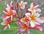 Plumeria " Madamponi Hybrid " - Image 2