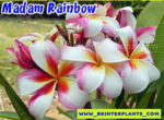 Plumeria " Madam Rainbow "