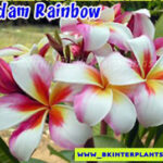 Plumeria " Madam Rainbow "
