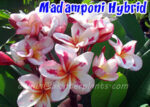 Plumeria " Madamponi Hybrid "