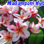 Plumeria " Madamponi Hybrid "