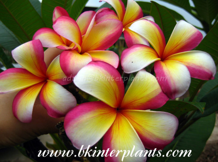 magic_fancy.png Plumeria " Magic Fancy " - Image 1