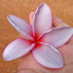 Plumeria " Mango Red "