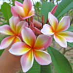 Plumeria " Manila Gold "