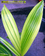 Palm " Manila Palm or Chirsmas Palm Variegated " - Image 4