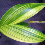 Palm " Manila Palm or Chirsmas Palm Variegated "