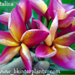 Plumeria " Mattalica "