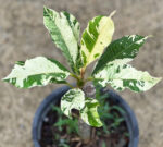 Plumeria White Lava Variegated