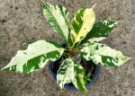 Plumeria White Lava Variegated - Image 2