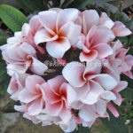 Plumeria " Miora "