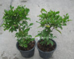 1 Plant Miracle Fruit - Image 3