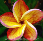 Plumeria " Miss Aloha "