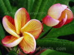 Plumeria " Miss Aloha " - Image 3