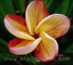 Plumeria " Miss Aloha " - Image 2