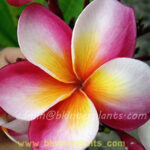 Plumeria " Miss World "