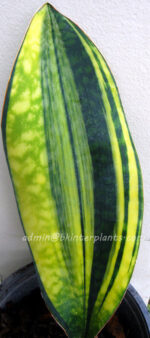 Sansevieria " Masoniana Yellow VARIEGATED Vol.2 " - Image 2