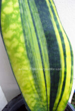 Sansevieria " Masoniana Yellow VARIEGATED Vol.2 " - Image 3