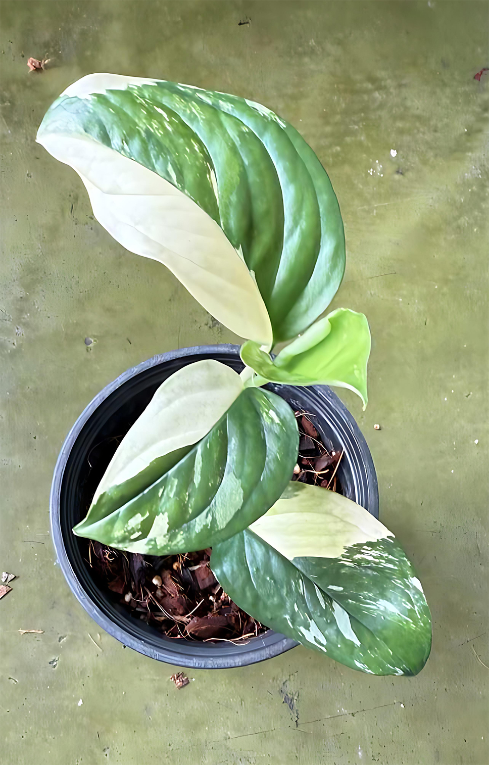 monstera-acacoyaguensis-variegated2.jpg Monstera Acacoyaguensis Variegated - Image 1