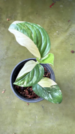 Monstera Acacoyaguensis Variegated - Image 3