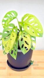 Monstera Adansonii Aurea Variegated - Image 3