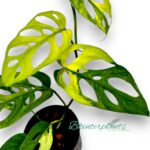 Monstera Adansonii Aurea Variegated with striking golden-yellow fenestrated leaves
