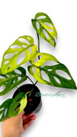 Monstera Adansonii Aurea Variegated with striking golden-yellow fenestrated leaves