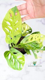 Monstera Adansonii Aurea Variegated - Image 4