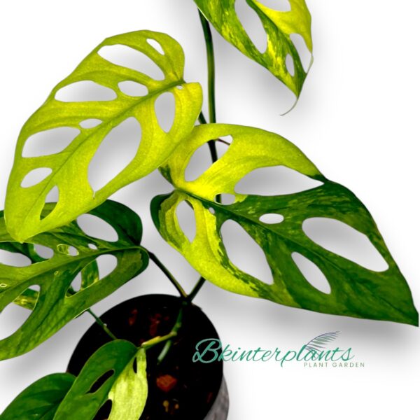 Monstera Adansonii Aurea Variegated with striking golden-yellow fenestrated leaves