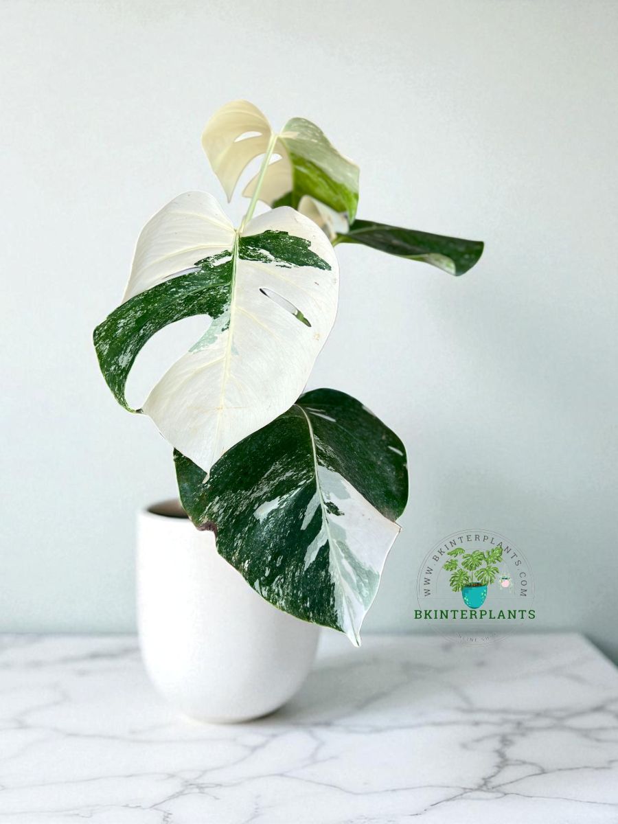 monstera-albo-variegated-rare-collector-1.jpg Monstera Borsigiana Albo Variegated Plants - Image 1