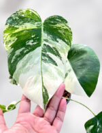 Monstera Borsigiana Albo Variegated Plants - Image 2