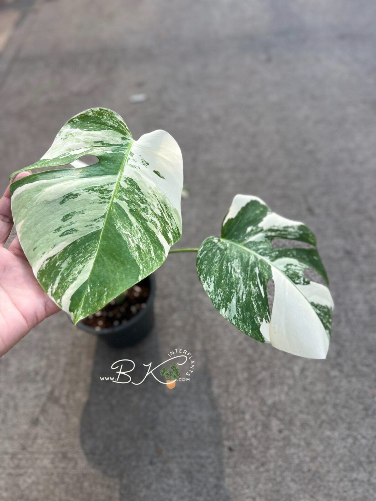 Monstera Borsigiana Albo Variegated Plants - Image 3