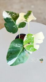 Monstera Borsigiana Albo Variegated Plants - Image 4