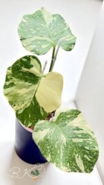 Monstera Creme Brulee Variegated - Image 5
