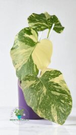 Monstera Creme Brulee Variegated - Image 2