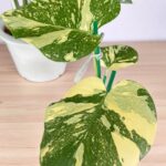 Monstera Creme Brulee Variegated