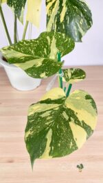 Monstera Creme Brulee Variegated