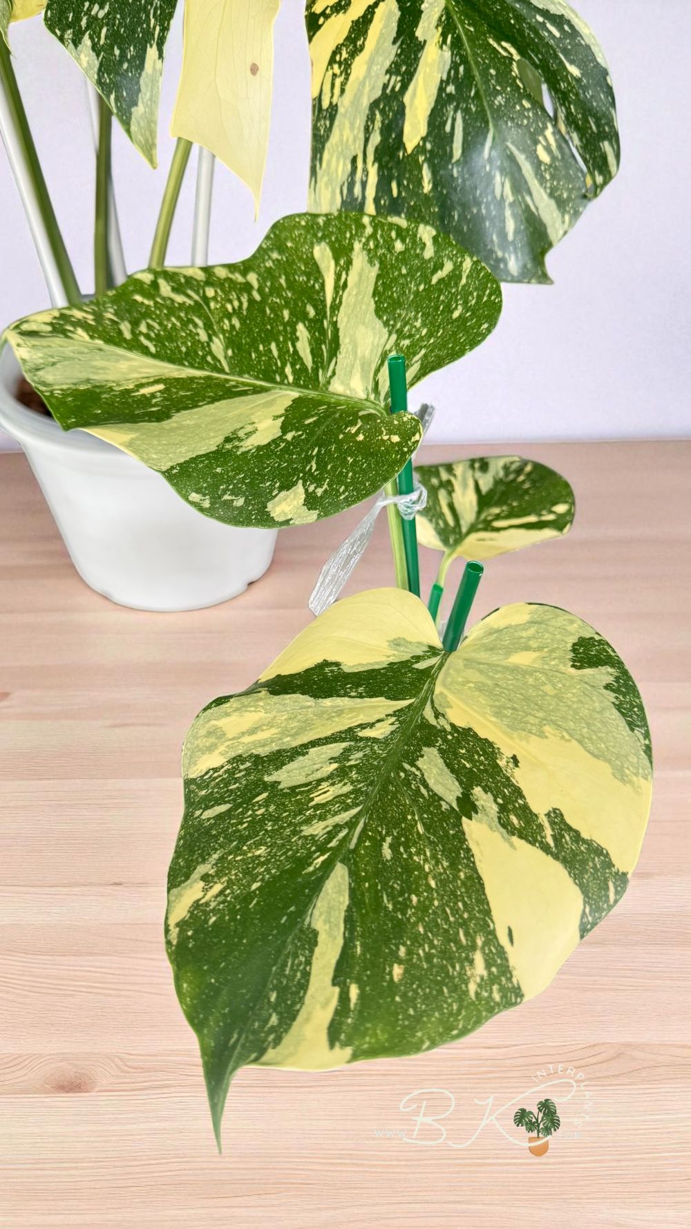monstera-creme-brulee-variegated25-photoroom.jpg Monstera Creme Brulee Variegated - Image 1