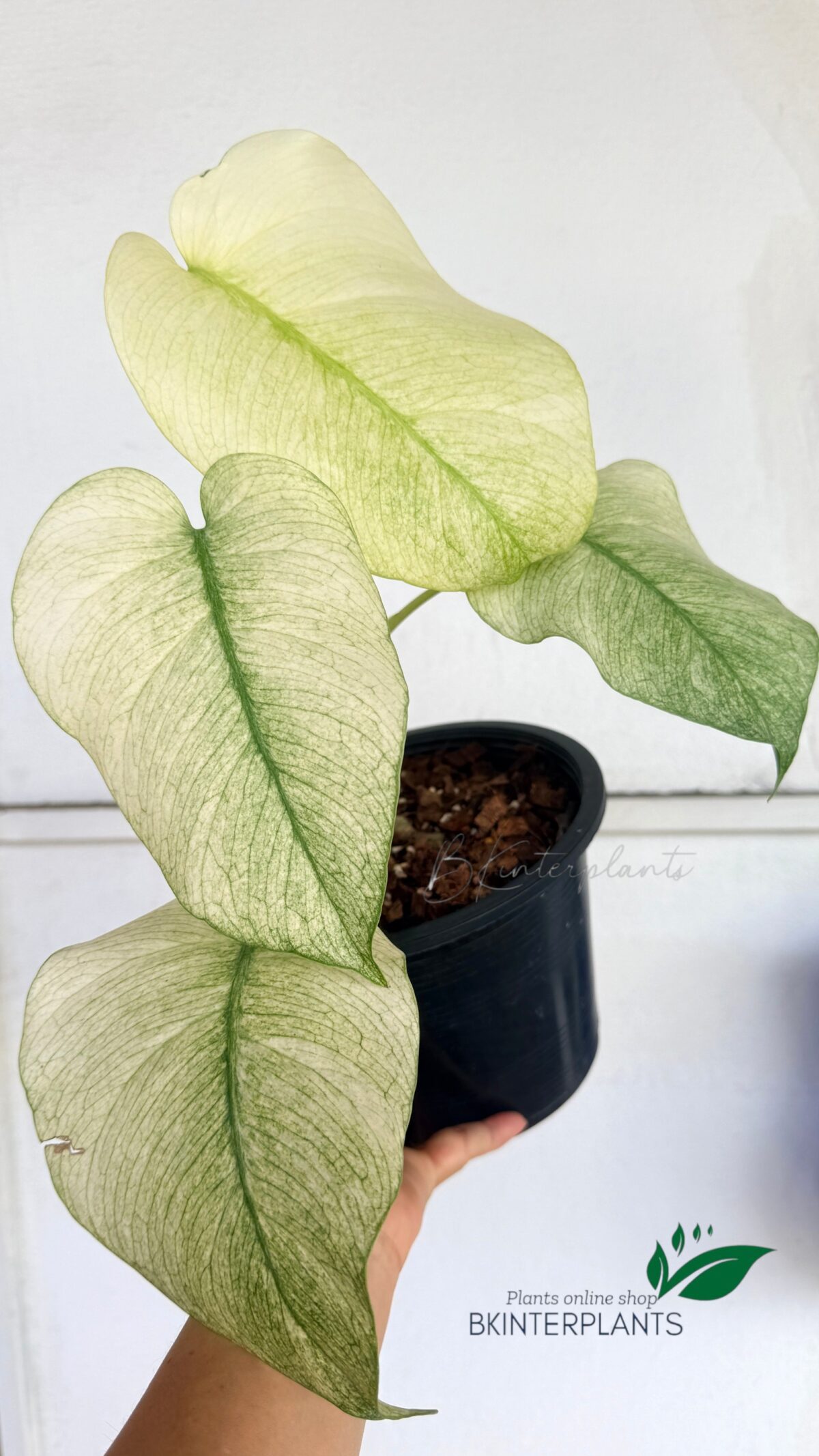Monstera Full Mint Variegated - Image 3