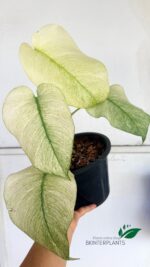 Monstera Full Mint Variegated - Image 3