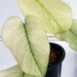 Close up of Monstera Full Mint Variegated leaf showing unique mint and cream variegation