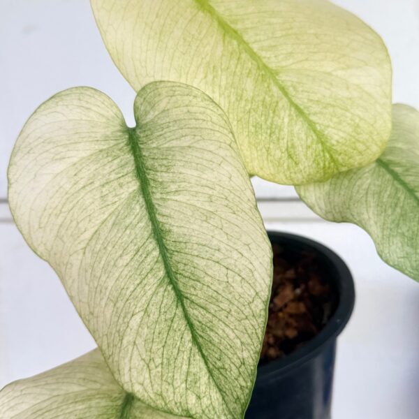 Close up of Monstera Full Mint Variegated leaf showing unique mint and cream variegation