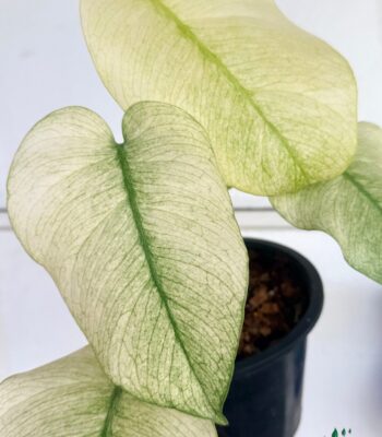 Close up of Monstera Full Mint Variegated leaf showing unique mint and cream variegation