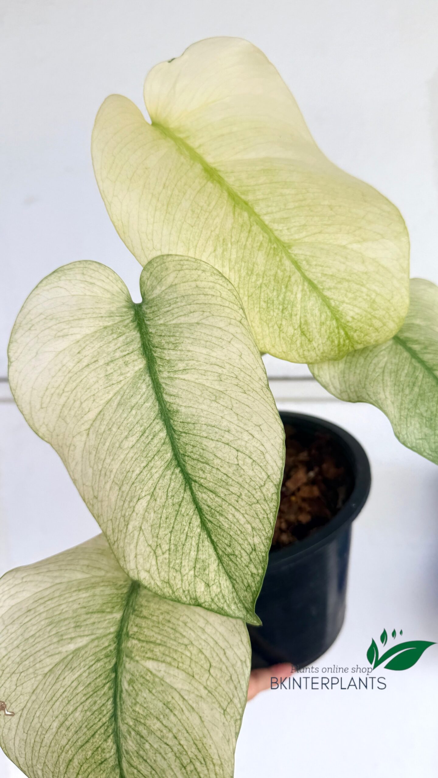 monstera-full-mint-variegated-leaf-close-up Close up of Monstera Full Mint Variegated leaf showing unique mint and cream variegation