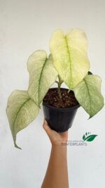 monstera-full-mint-variegation-detail