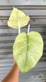 Monstera Full Mint Variegated - Image 4