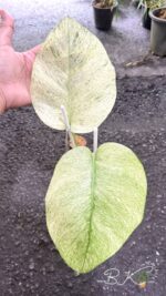 Monstera Full Mint Variegated