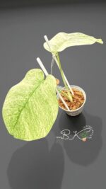 Monstera Full Mint Variegated - Image 2