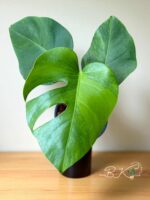 Monstera Green on Green Variegated - Image 6