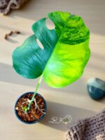 Monstera Green on Green Variegated 1 Leaf - Image 3